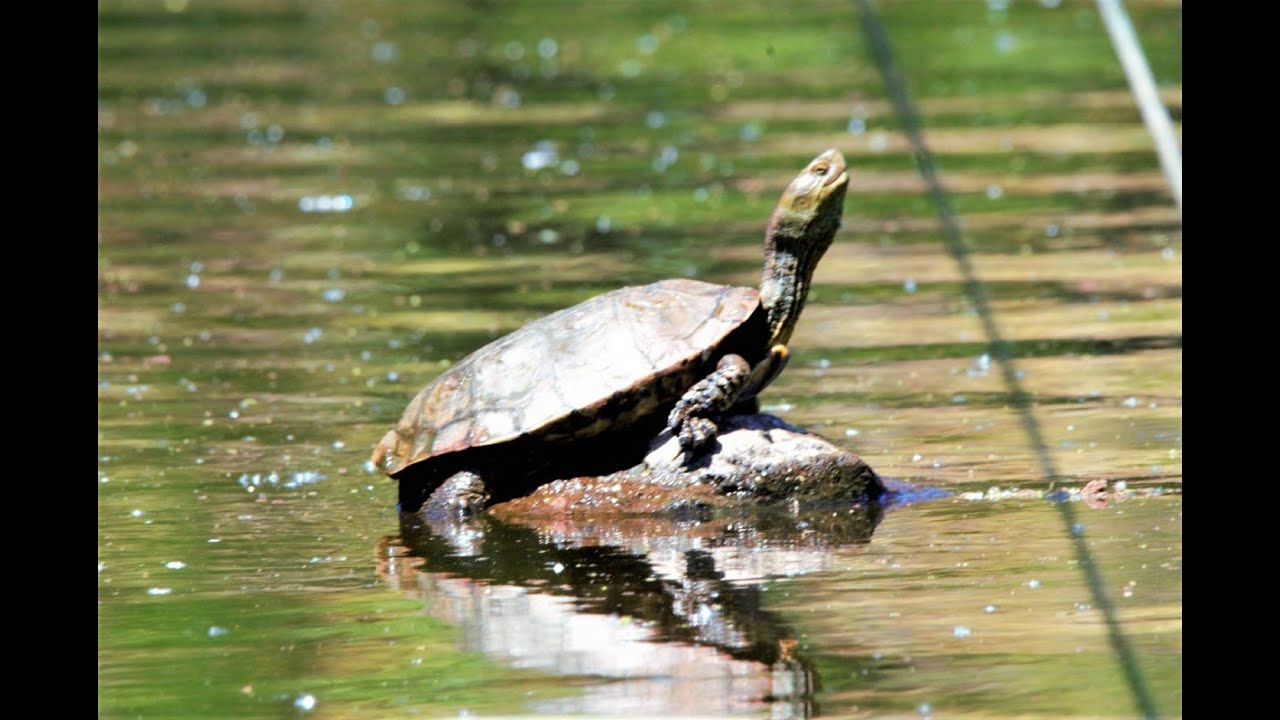 Paraje Natural Laguna Grande de Baeza. Fauna. Reptiles. Quelonios. Galápago Leproso. Natural Jaén.