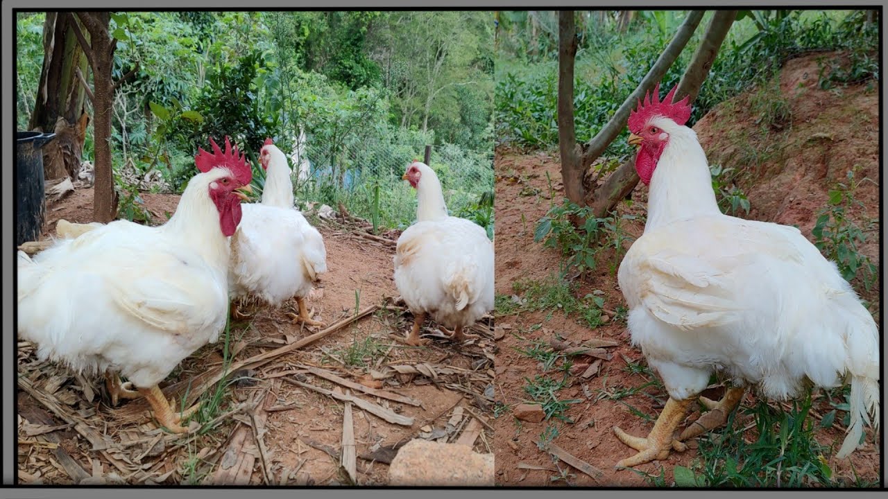 Frango de granja no sistema caipira para reprodução 😍