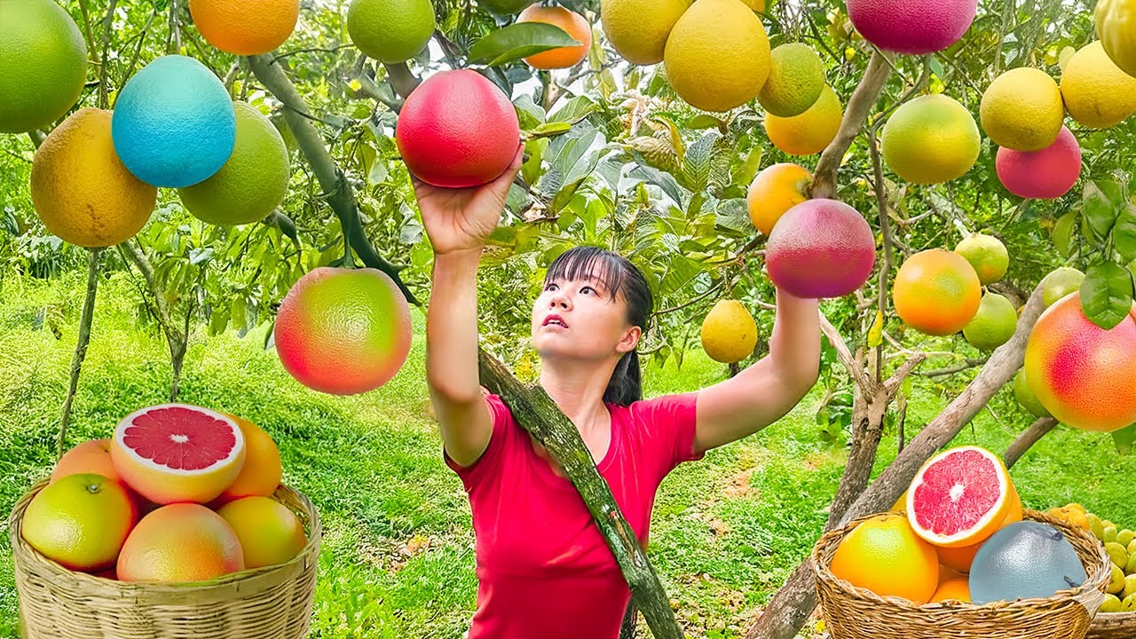 TIMELAPSE -- Use 3-Wheeled Harvest 1000+ Red Grapefruit, Go to Market Sell | Phương Countryside