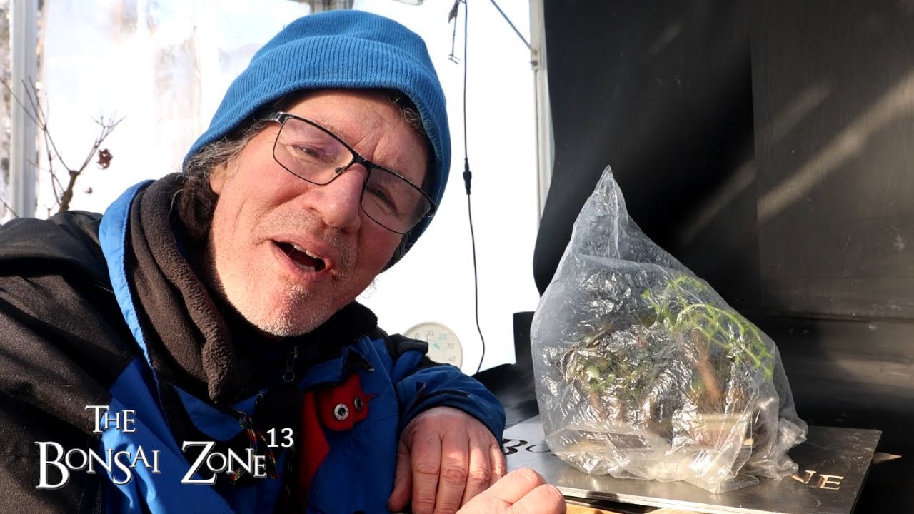Pruning My Mini Succulents, The Bonsai Zone, Jan 2026