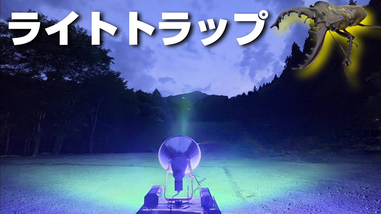 大量のクワガタが潜む山に光を当て続けた結果