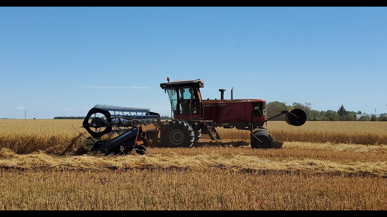 Swathing Oats with a Ferguson 2020 08