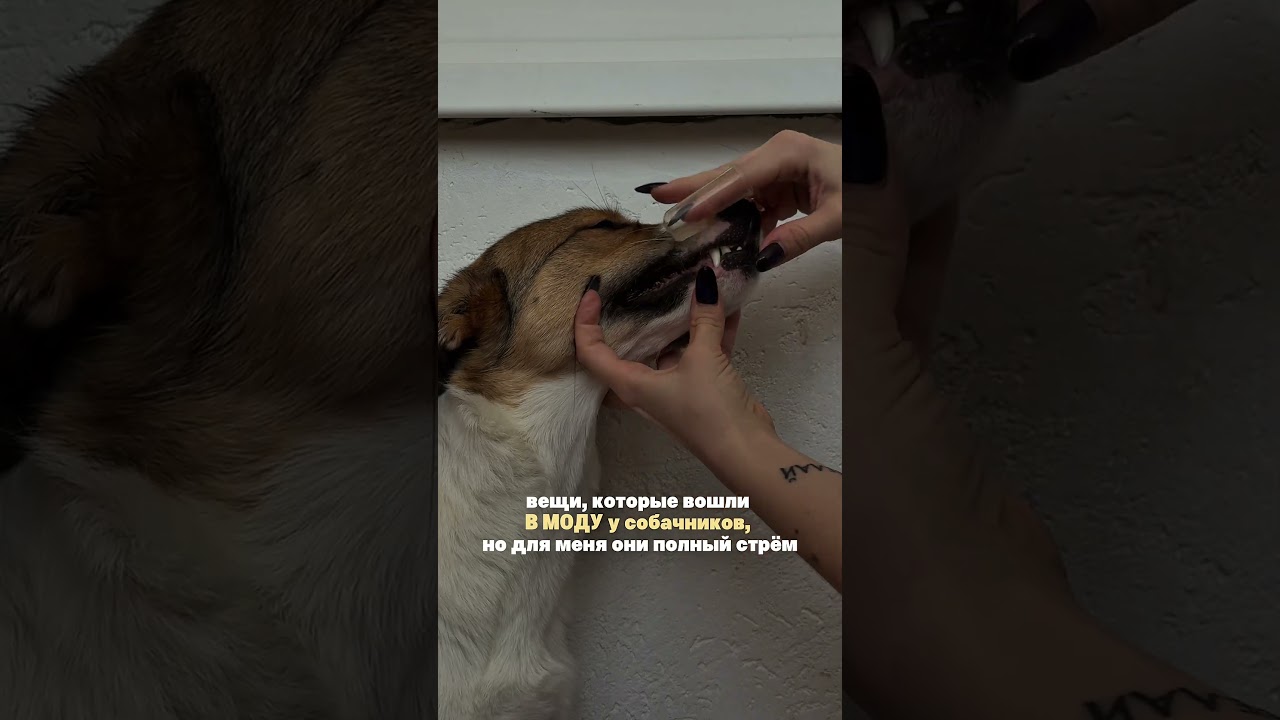 Это уде не модно .. #ww276534 #собака #dogs #dog