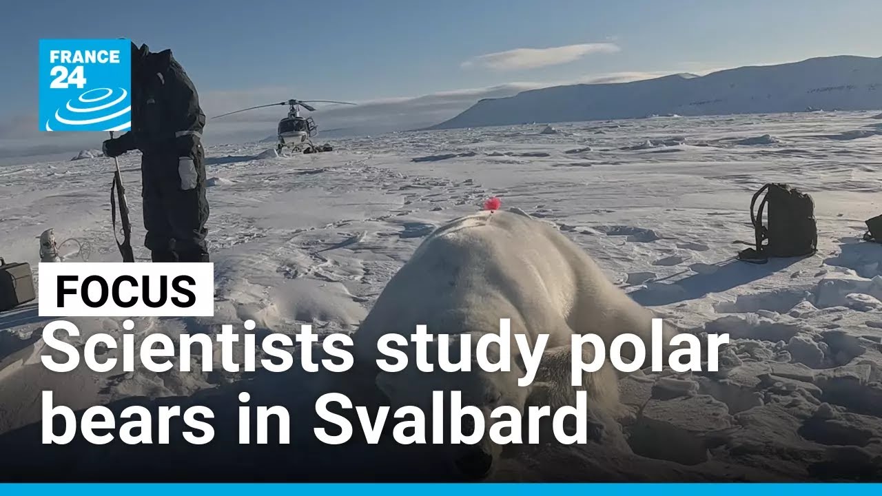 In Arctic region of Svalbard, scientists study impact of climate change on polar bears • FRANCE 24