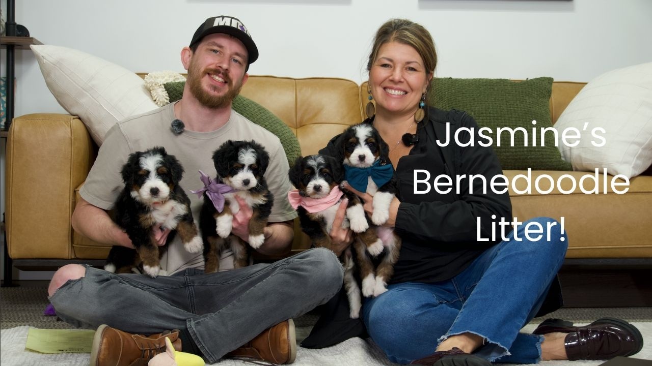 Jasmine's Bernedoodle Litter Name Day!