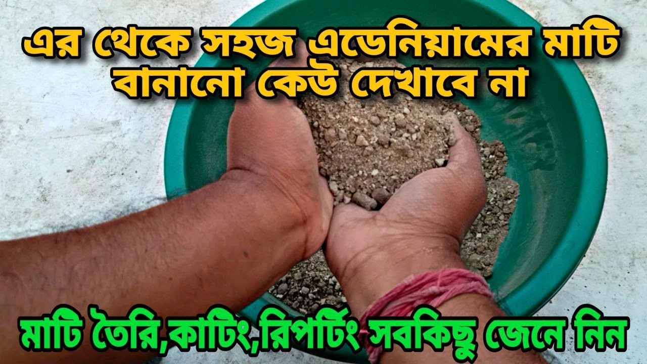 মাটিতে অ্যাডেনিয়াম গাছ কিভাবে করলে গাছে পাবেন প্রচুর ফুল জেনে নিন পরিচর্যা/Adenium plant care/