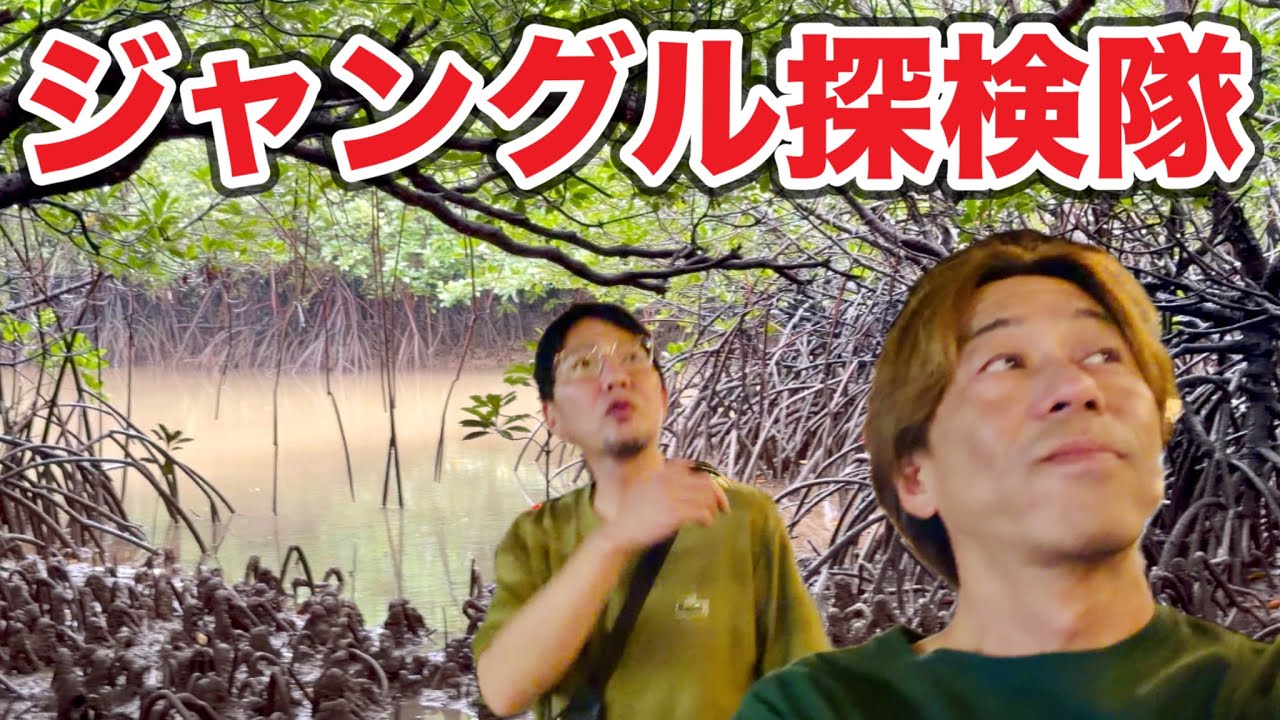 石垣島 無料ジャングル探検ツアー 西表島まで行かずにマングローブ密林 とんとんみー（トビハゼ）に会えました 雨の日の過ごし方 観光 沖縄 Ishigaki Island Okinawa Japan