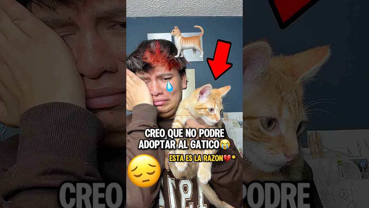 CREO QUE NO PODR&Eacute; ADOPTAR AL GATICO😭 ESTA ES LA RAZ&Oacute;N💔* #shortsviral