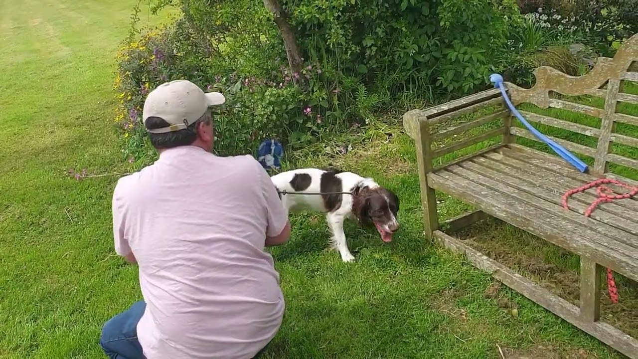 Training a Crazy Springer