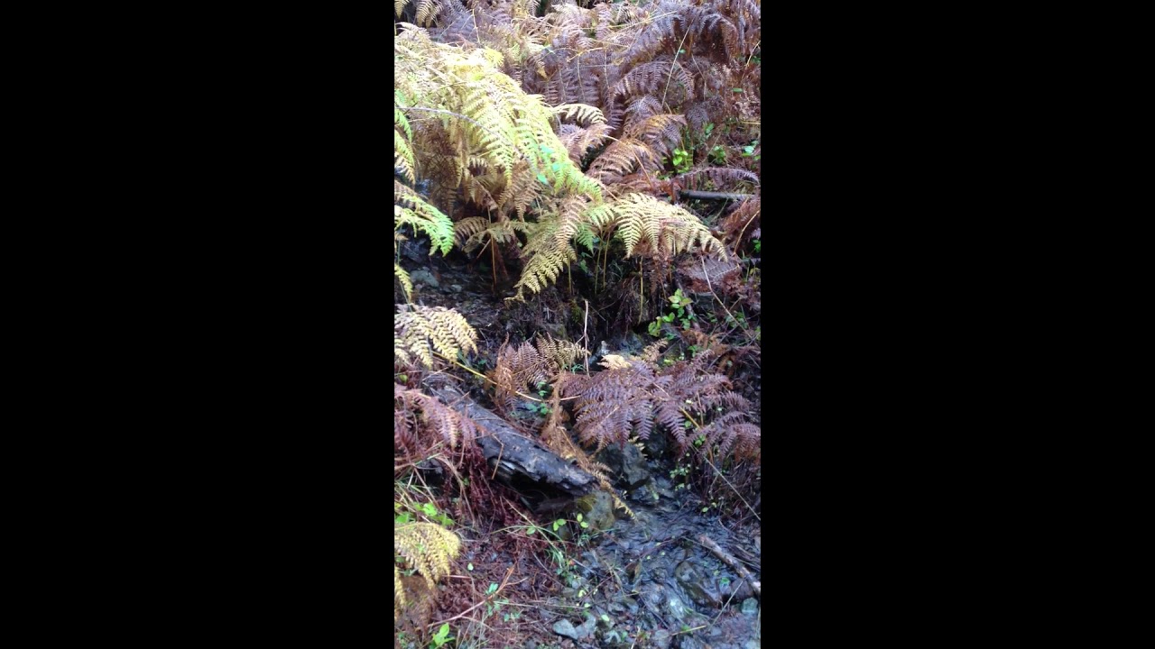 Disappearing stream