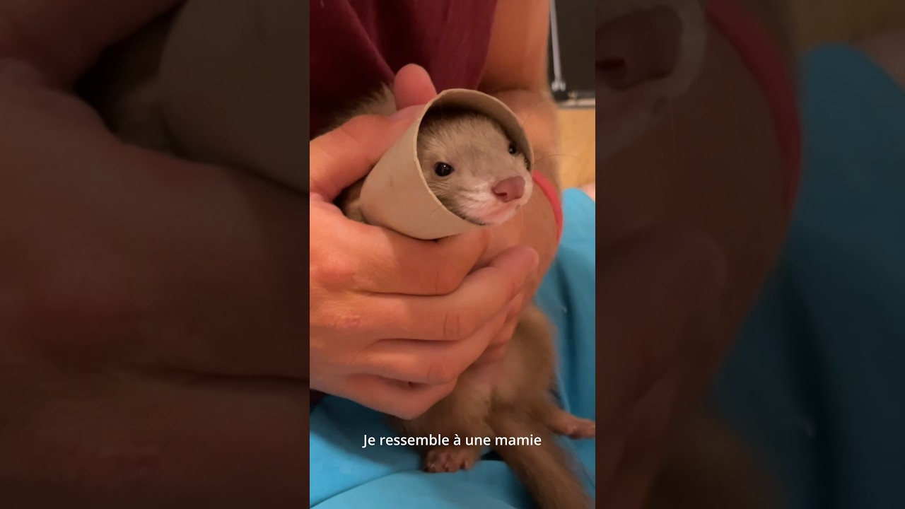 Aujourd&rsquo;hui elles peuvent plus rentrer leur t&ecirc;te dedans😂🫶🏻#furet #furets #ferret #ferrets #funny