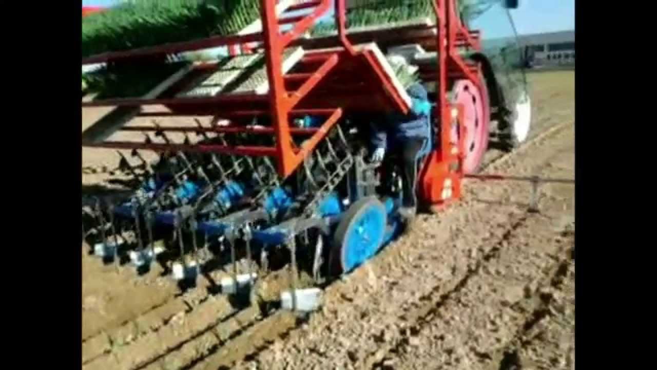 ZIVIANI SOCIETA' AGRICOLA - Ciclo produzione porri