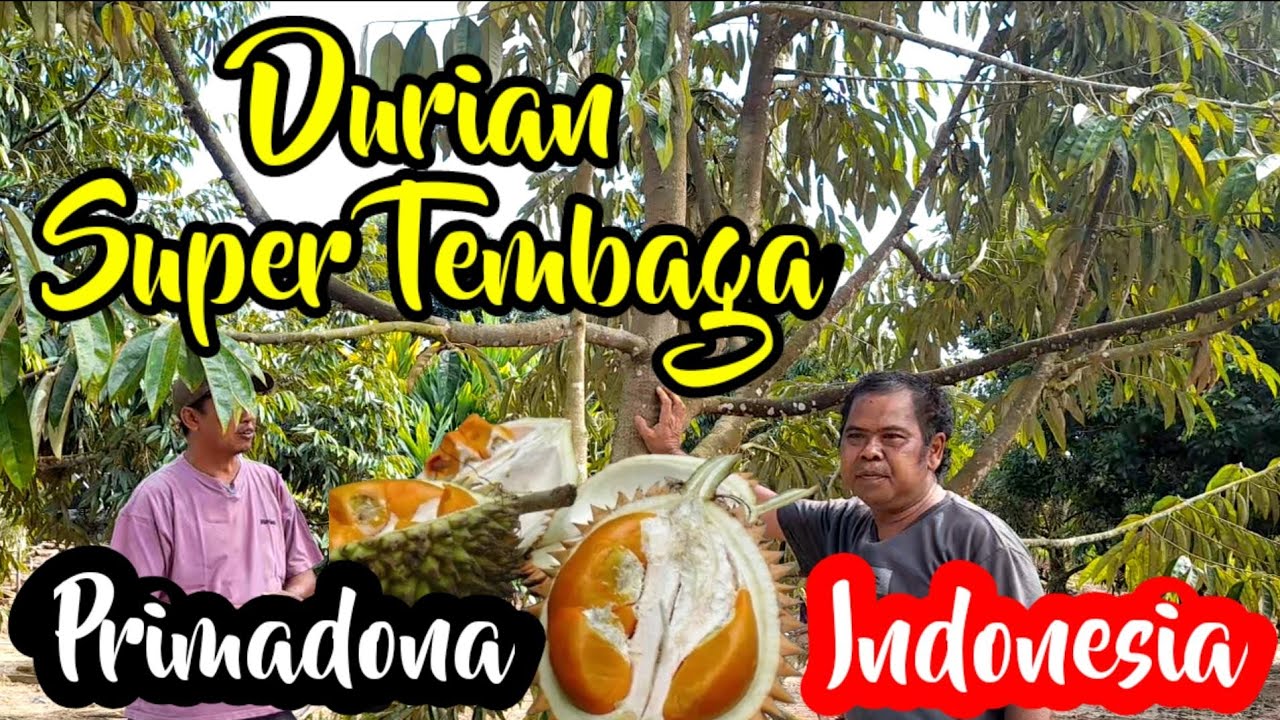 DURIAN SUPER TEMBAGA PARIGI MOUTONG PRIMADONA INDONESIA #durianindonesia #duriansupertembaga #durian