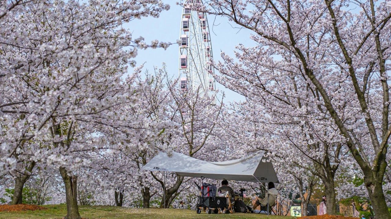 Live: 2025 Shanghai Cherry Blossom Festival