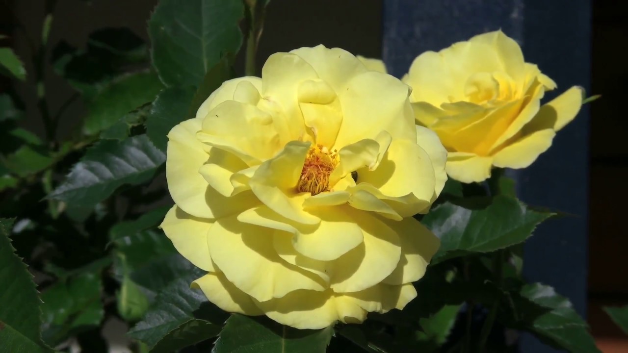 Amazing Compilations of Beautiful flowers - Sleep and Relax Music Screensaver