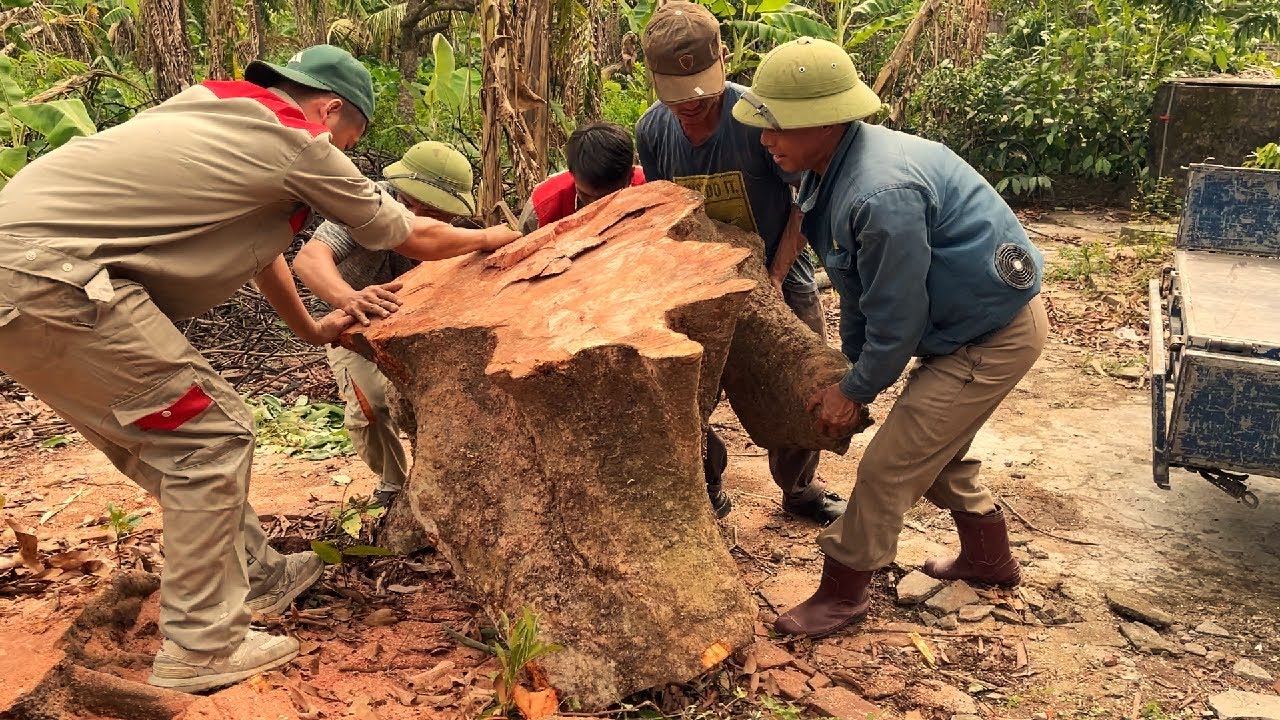Working Together To Process A Large Tree Stump To Create A Rather UniqueTea Table