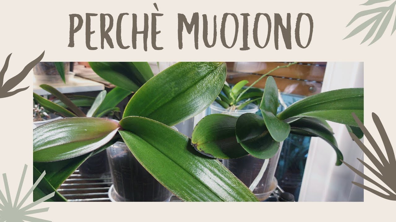 Phalaenopsis COME NON farle  MORIRE.. SOLUZIONI E RIMEDI