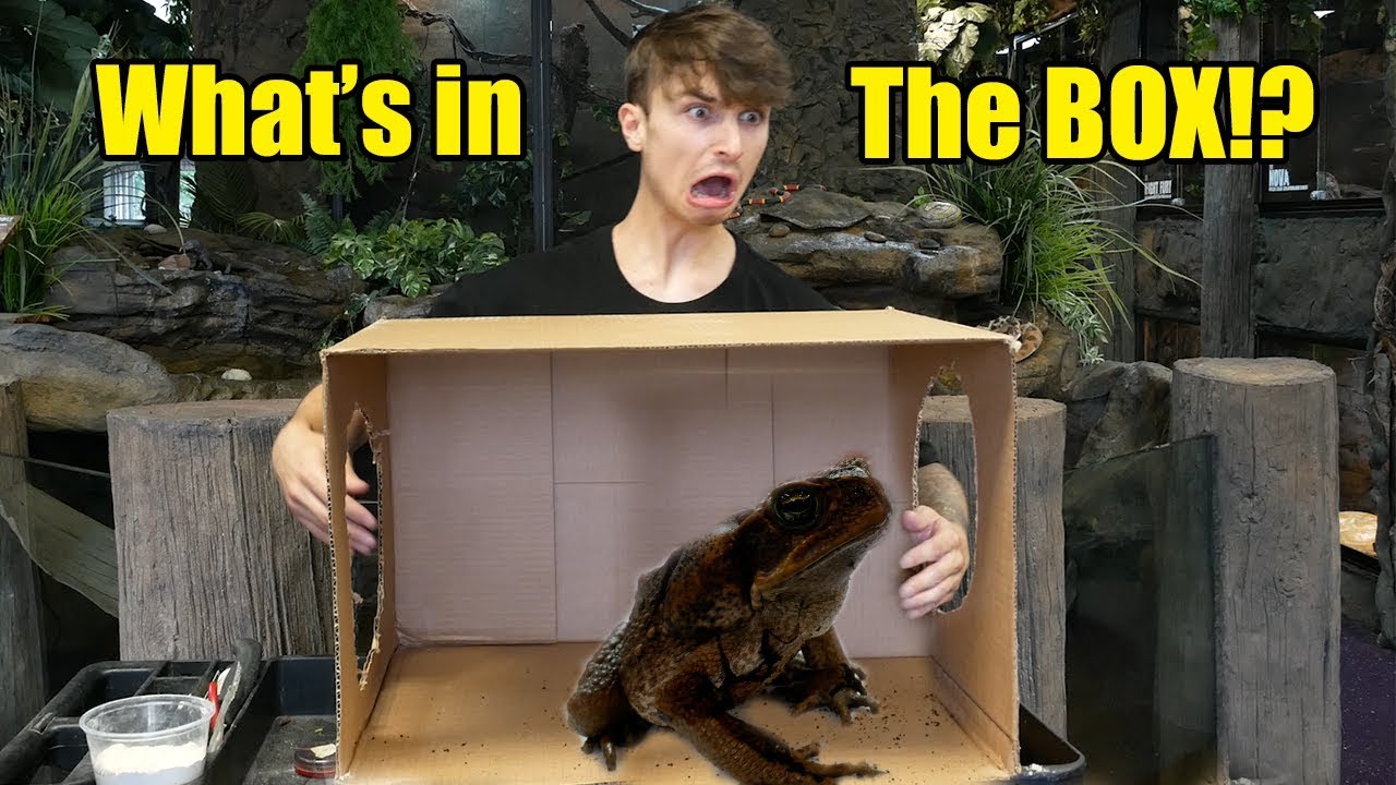 WHATS IN THE BOX CHALLENGE! *LIVE REPITLE EDITION*
