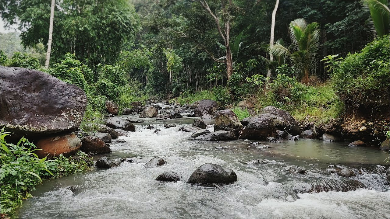 🌿 Quiet Tropical River Flow Through Green Forest for Mindful Focus