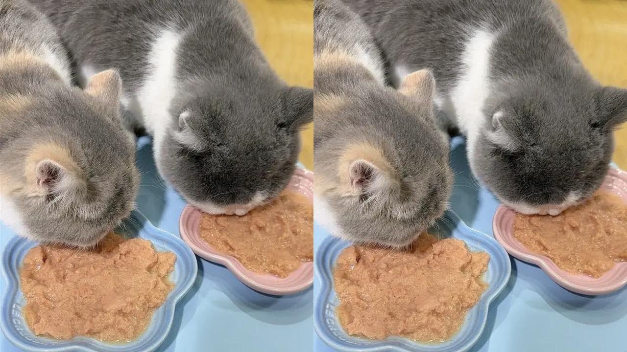 Today, better main course jar of Newsen's home 