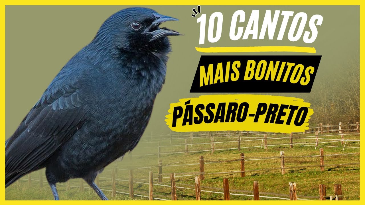 TOP 10: Cantos Bonitos De 