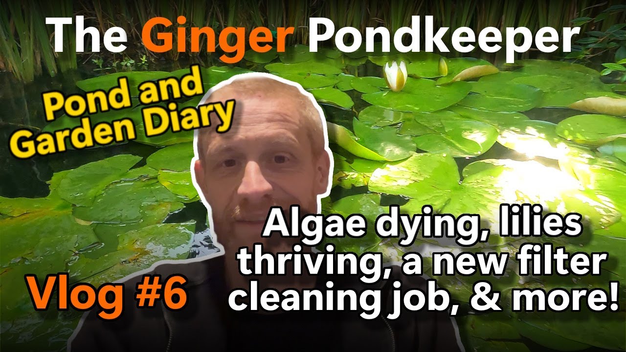 Vlog #6: Algae dying lilies thriving new filter cleaning & more! | Pond & Garden Diary | 0408 - 1708