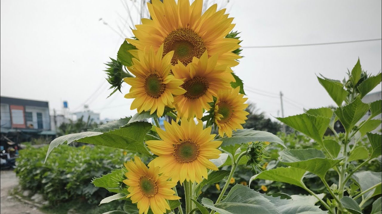 TRỒNG HOA VẠN THỌ TẾT 2026 NHỮNG NGÀI BẬN RỘN NHẤT 