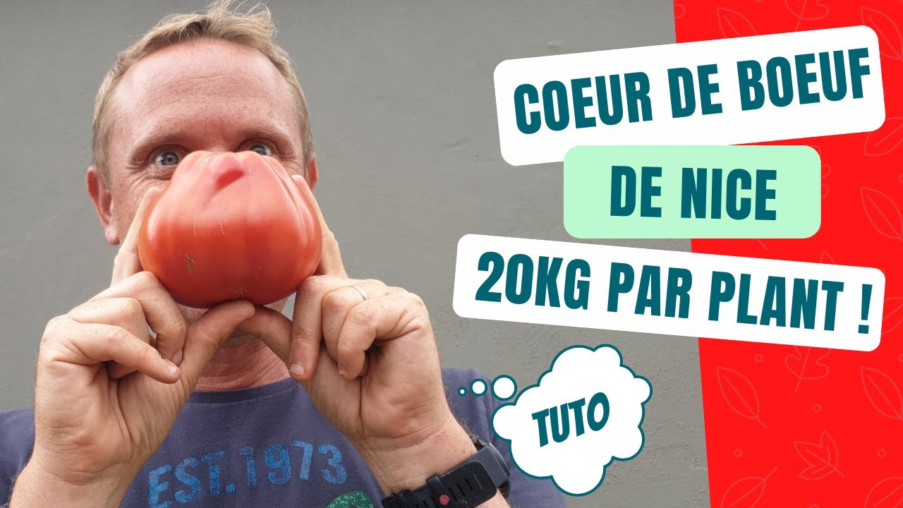 Coeur de Boeuf de Nice - Incroyable : 20 Kg de Tomates par plant !