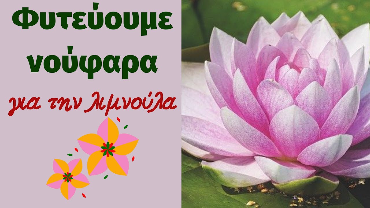 Φυτεύουμε νούφαρα για την λιμνούλα του κήπου
