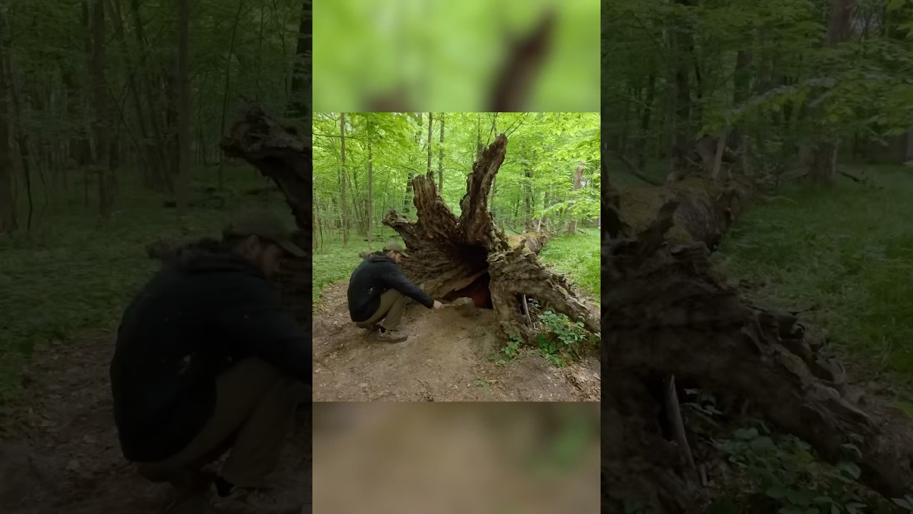 Secret Dugout Inside a Hollow Tree.   Full build #polissyabushcraft #bushcraft #survival