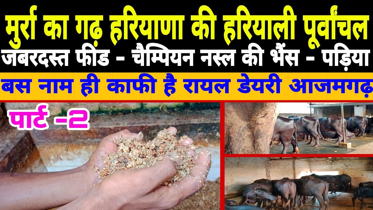 मुर्रा का जबरदस्त फीड मैनेजमेंट देखें | feed and breed selection | rayal dairy azamgarh up ||