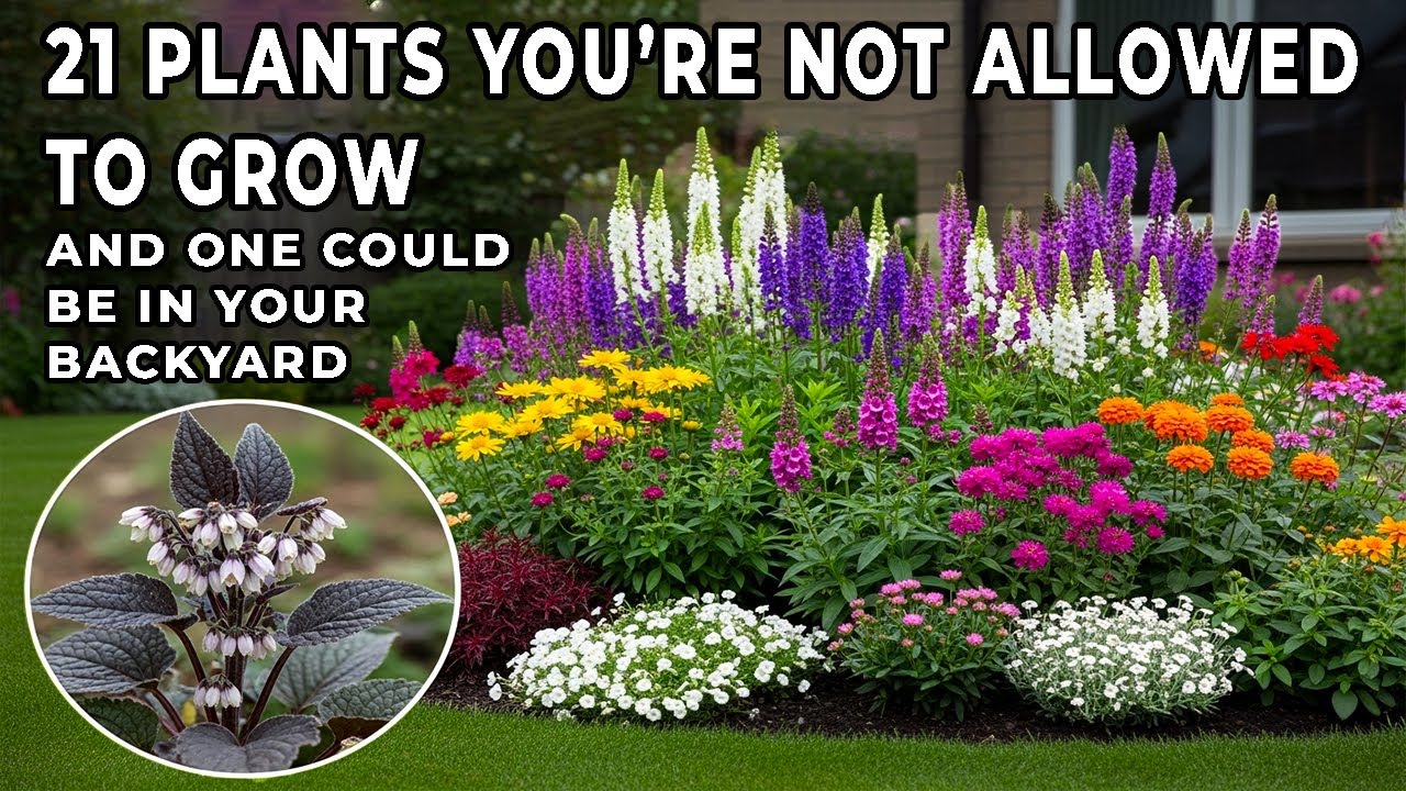 21 Plants You’re Not Allowed to Grow—And One Could Be in Your Backyard