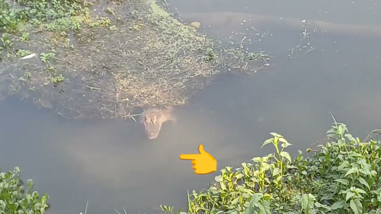 ELEPHANT 🐘 SAFARI IN CHITWAN NATIONAL PARK 
