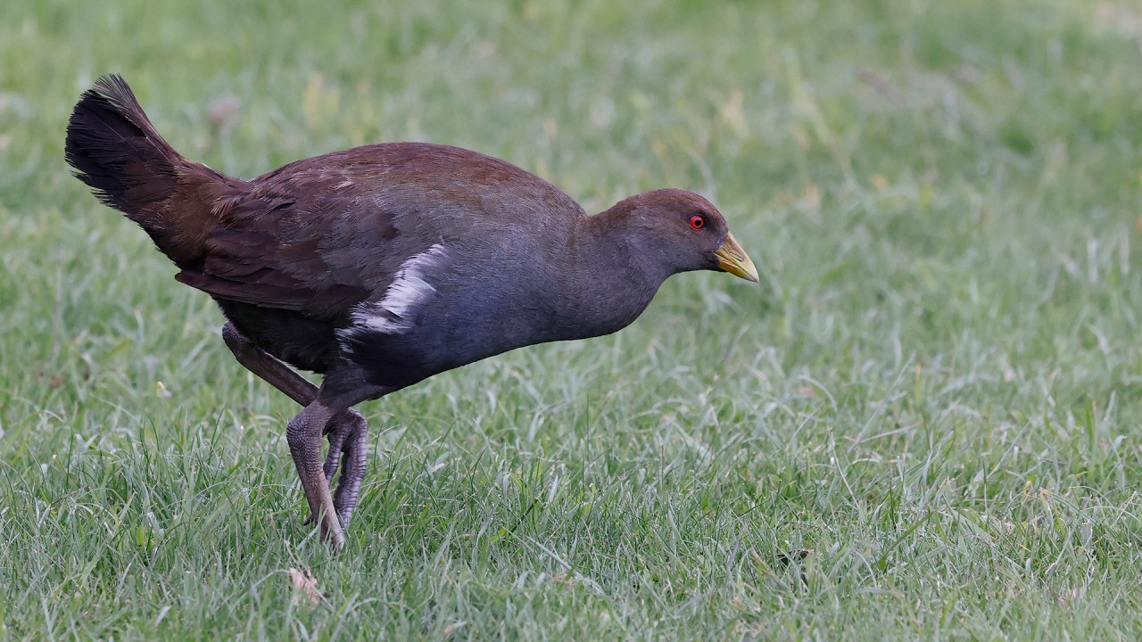 Australia Part 51: Flight to Hobart, drive to Bruny Island, birding The Neck & Alonnah Oct 29-30