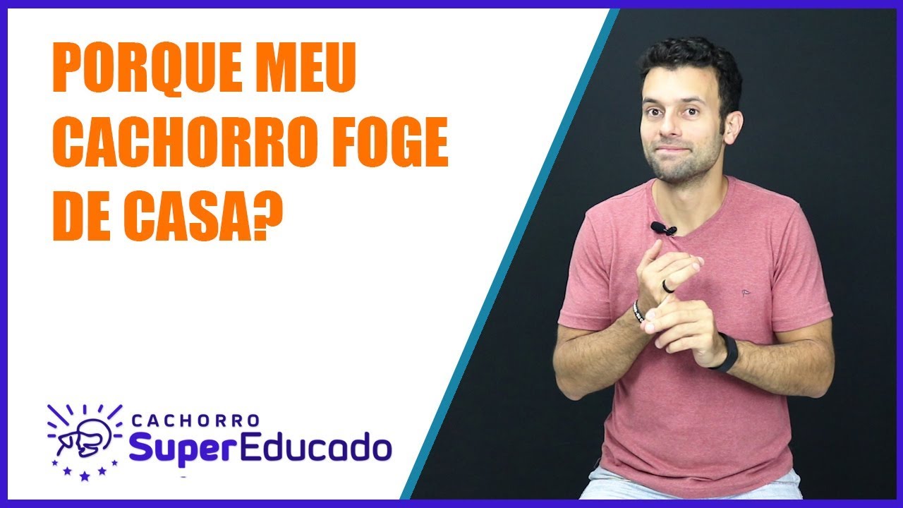 Por Que Meu Cachorro Foge de Casa?
