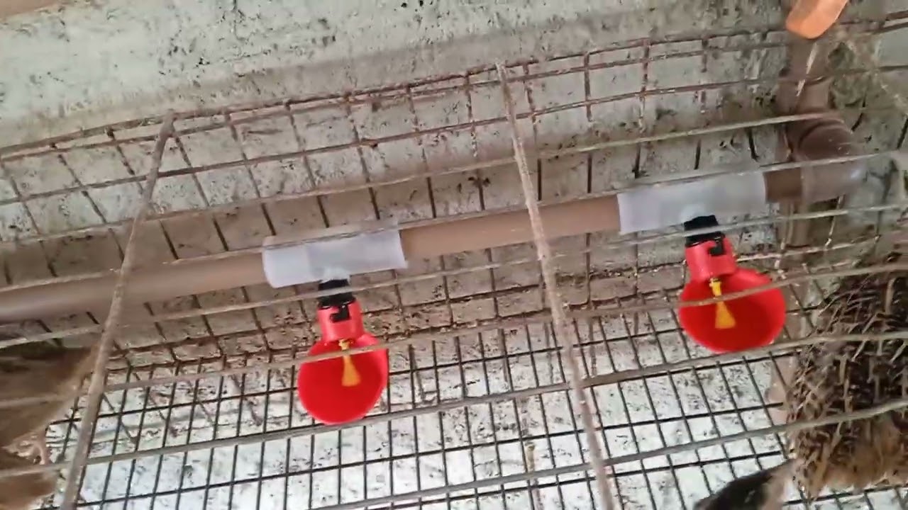 Alimentando as minhas codornas