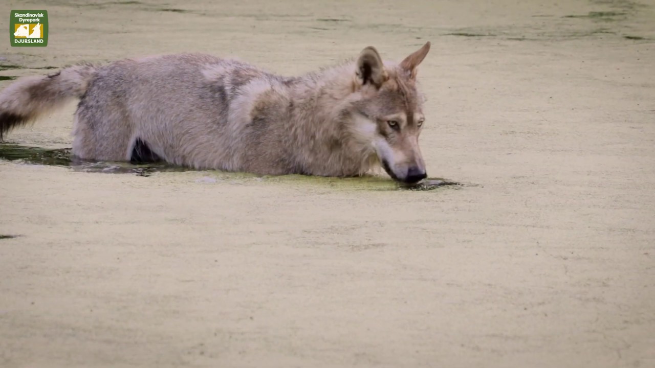 Skandinavisk Dyrepark p&aring; 4 minutter - 2020