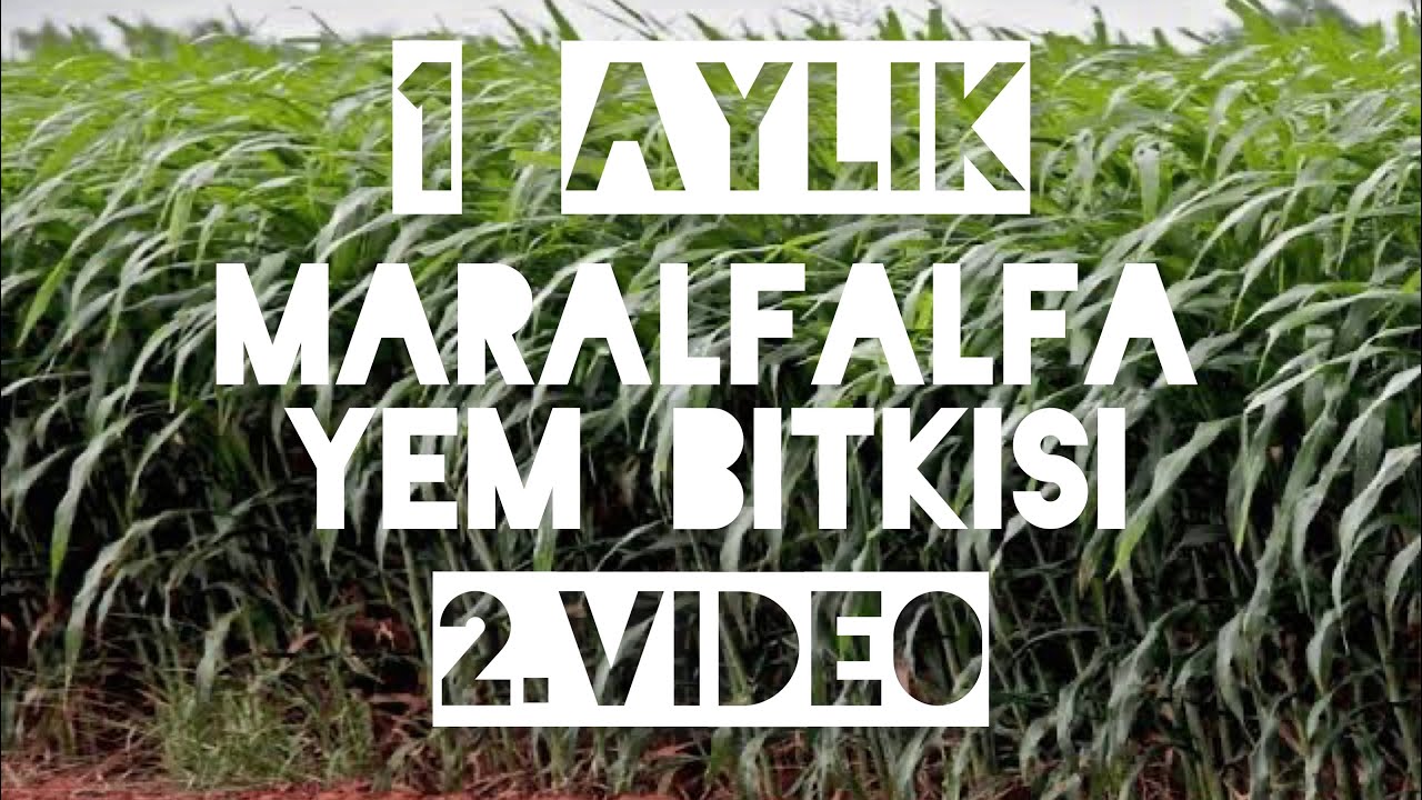1 AYLIK #MARALFALFA YEM BİTKİSİ