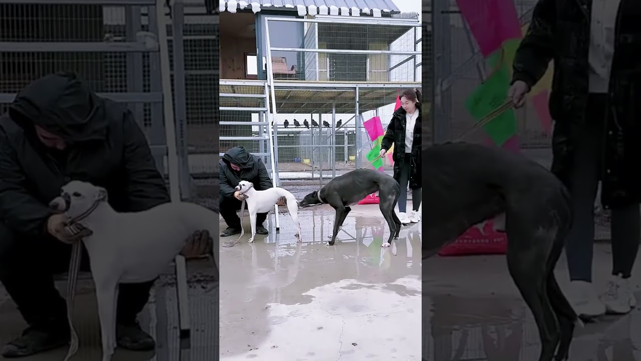 Training secret revealed## 34