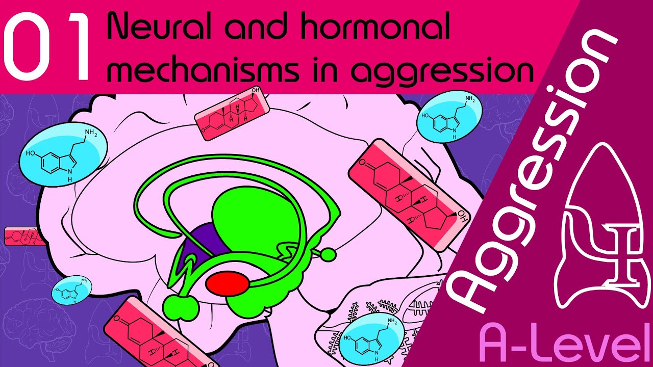 Neural and Hormonal - Aggression [AQA ALevel Psychology]