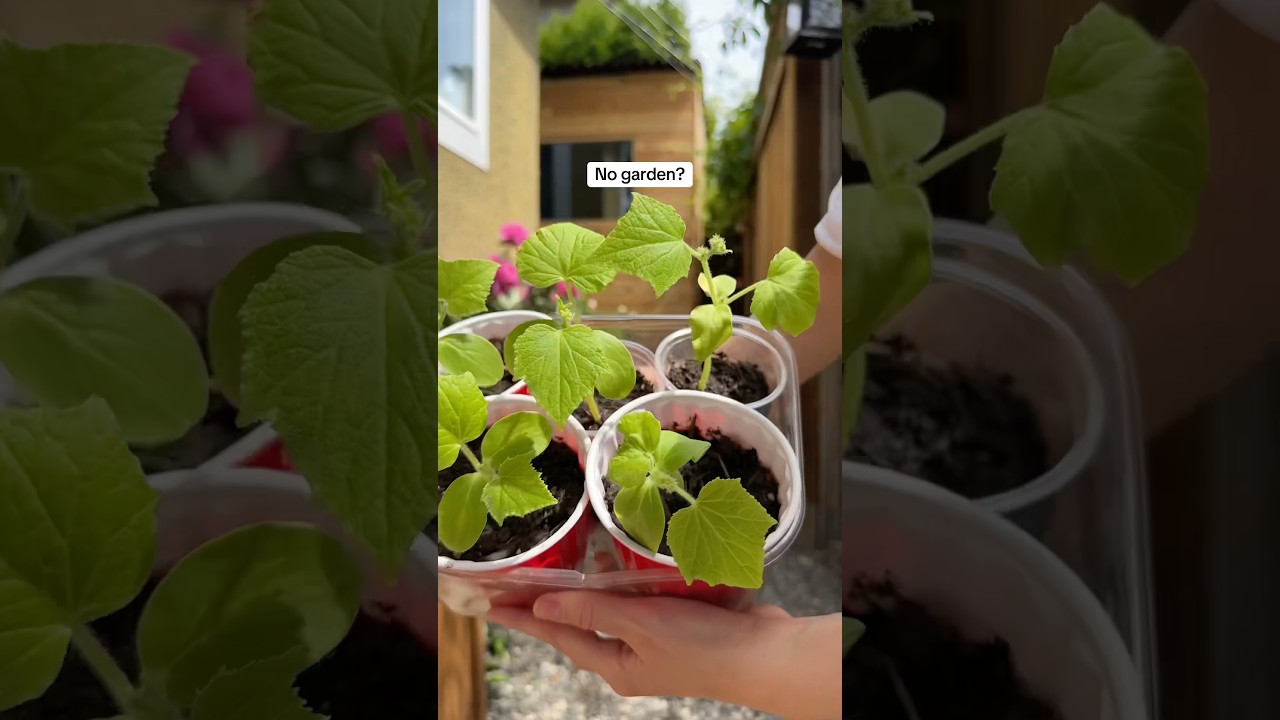Who says you need a big garden..when you have buckets?! #gardenrescue #planting #cucumbers #buckets