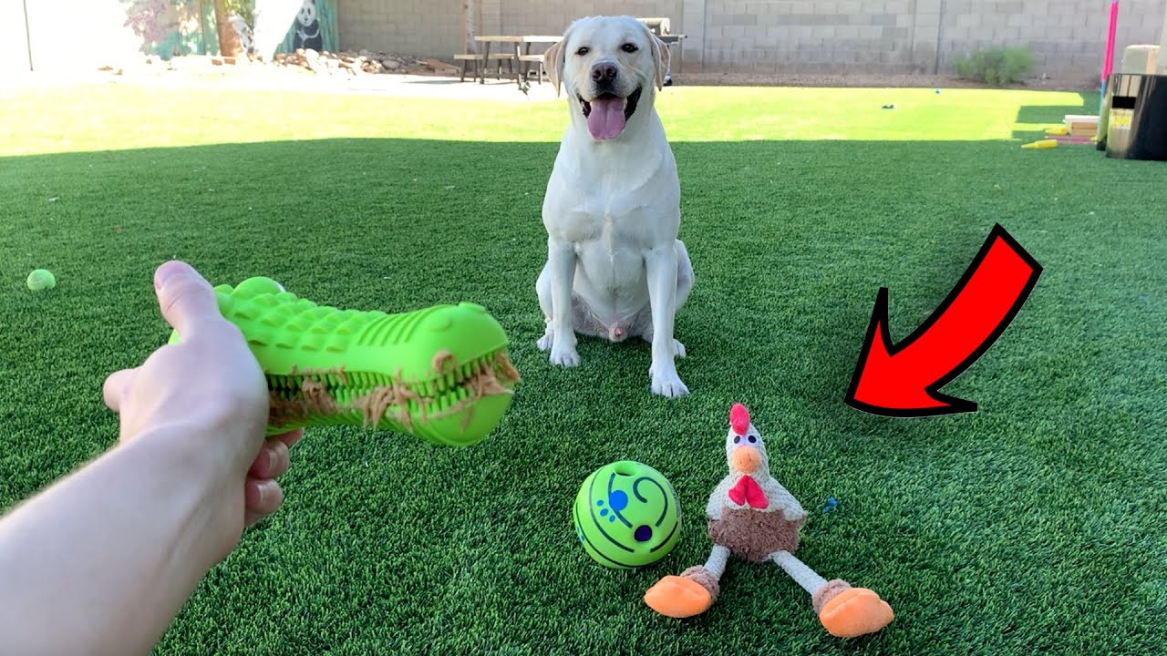 LABRADOR REVIEWS AMAZON DOG TOYS!!