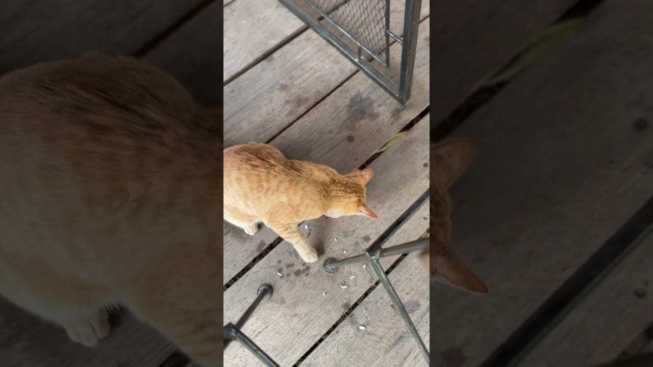 Meow meow eating rice 🤣 #cat #貓 #thailandcat #thailand #travel