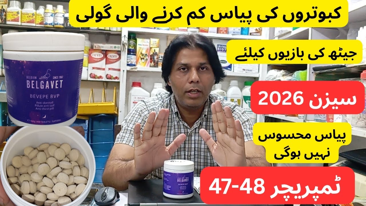 Anti Thirst Pills | کبوتروں کی پیاس کم کرنے والی بیلجیئم کی گولی | 47-48 ٹمپریچر میں بھی کبوتر 