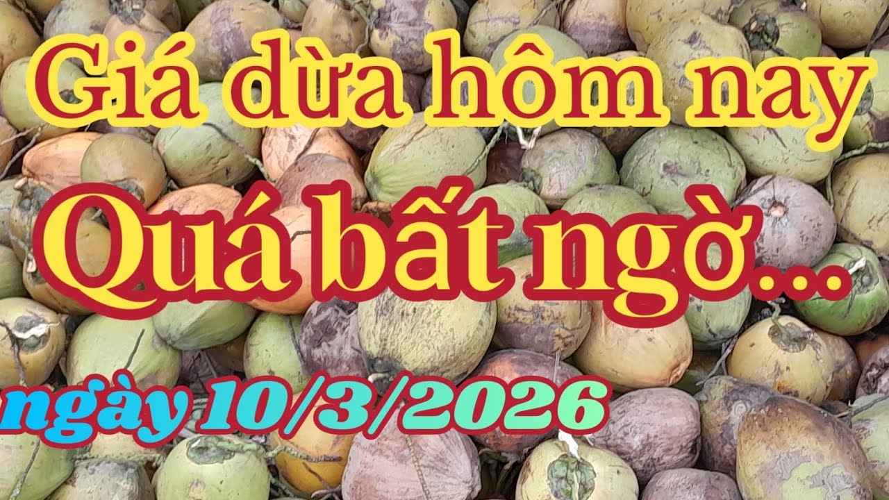 Quá bất ngờ giá dừa lúc này, bà con biết chưa???