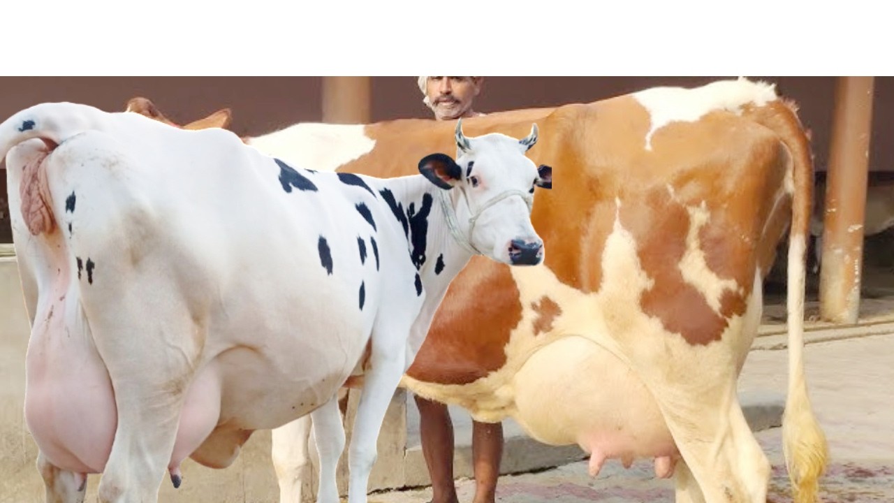 ৩০ লিটার দুধের আকর্ষণীয় গাভী সহ ভালো গাভী কিনুন dairy farm