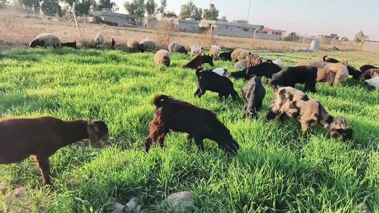 ابورزاق 