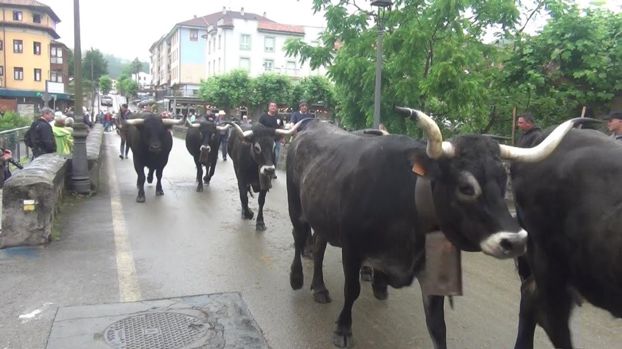 Feria de Liérganes  14 06 2025