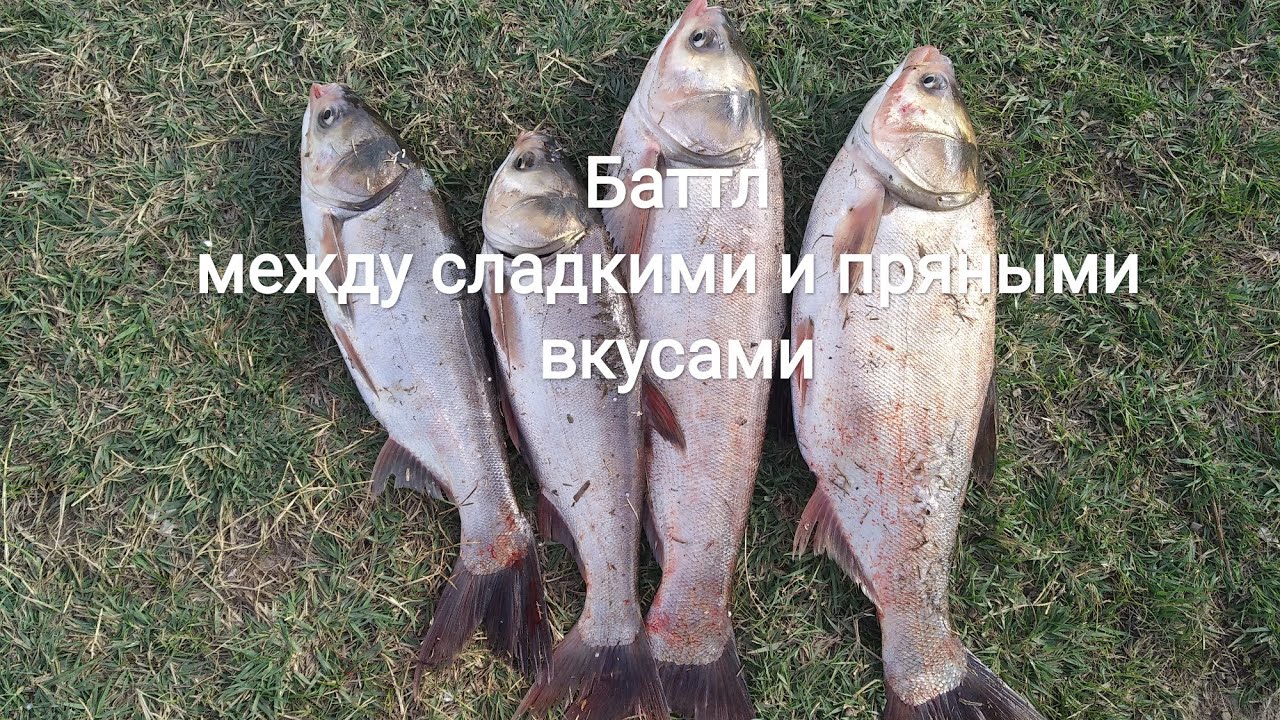 На что клюет толстолоб ранней осенью?
