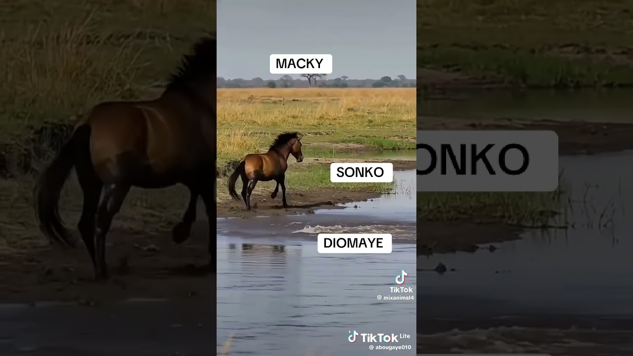 #shortvideo#funny# #ousmane sonko# #macky sall# Diomaye